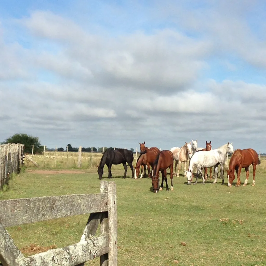 Travesía · Cabalgatas del Indio