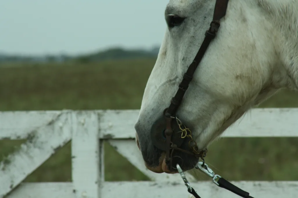 Nuestros comienzos · Cabalgatas del Indio
