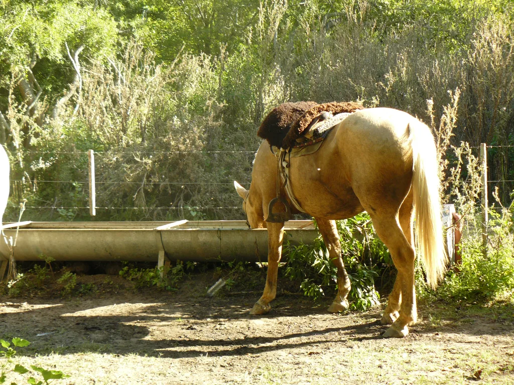 Nuestros comienzos · Cabalgatas del Indio