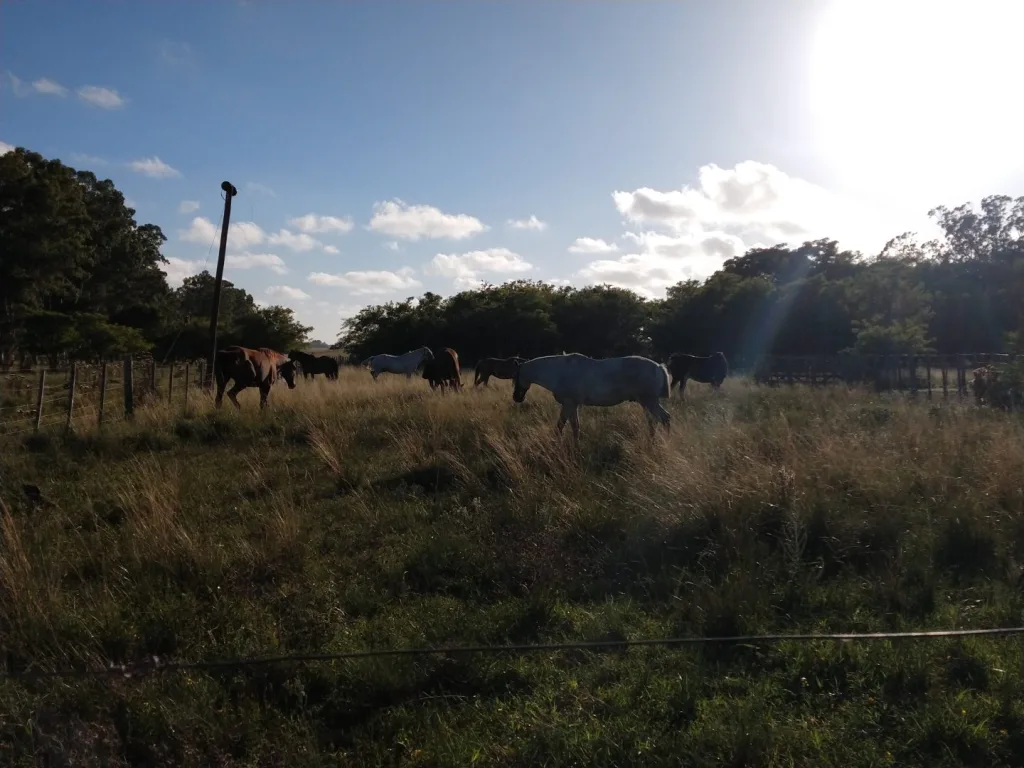 Travesía marzo 2021 · Cabalgatas del Indio