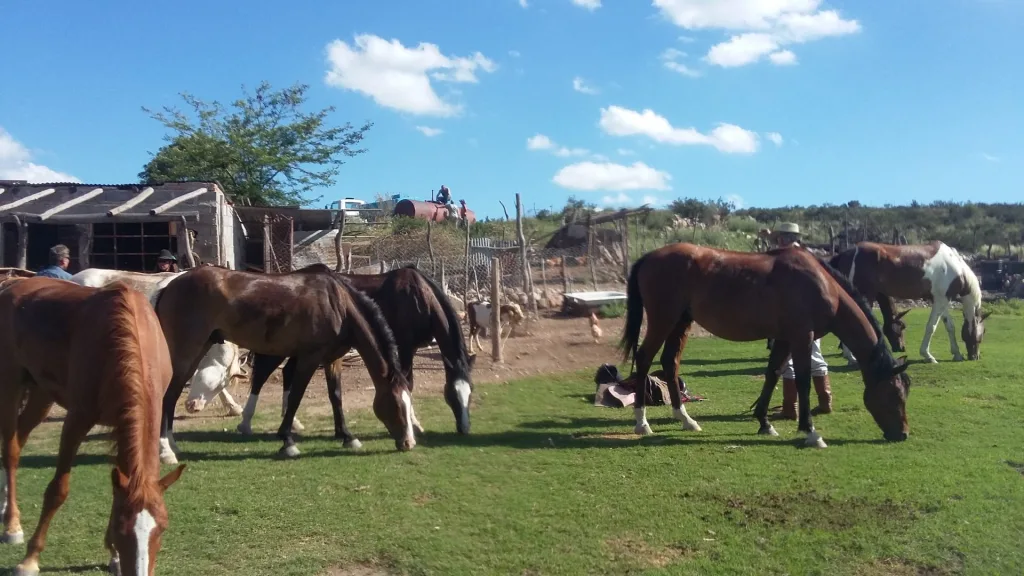 Verano 2017 · Cabalgatas del Indio
