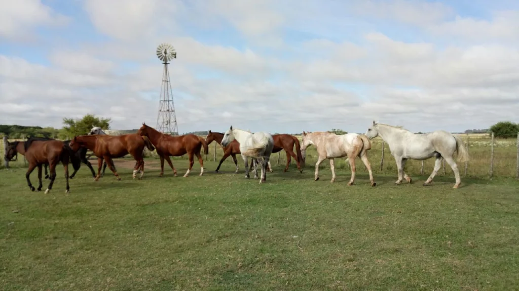 2017 · Cabalgatas del Indio