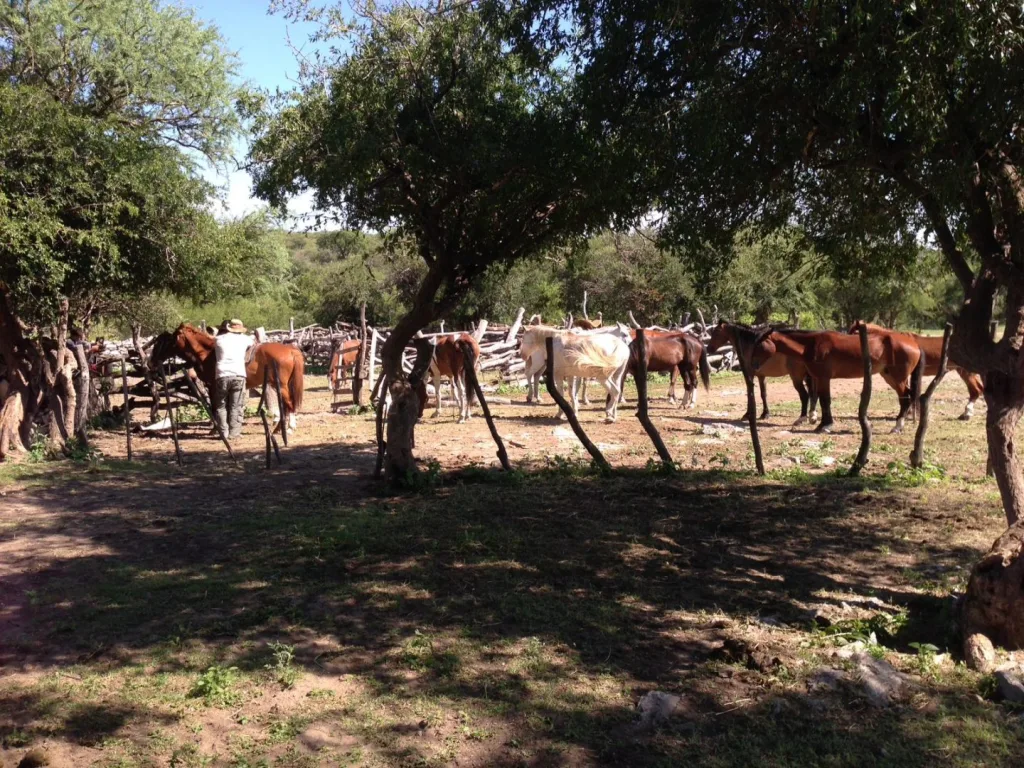 Verano 2017 · Cabalgatas del Indio