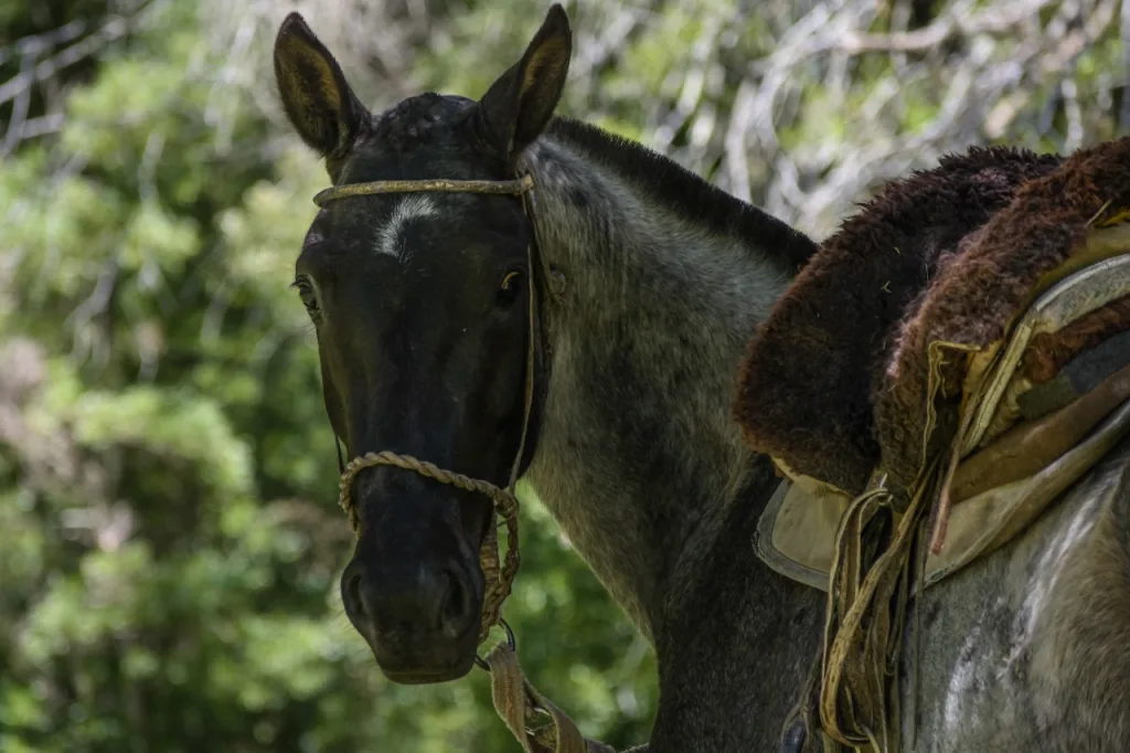 2019 · Cabalgatas del Indio