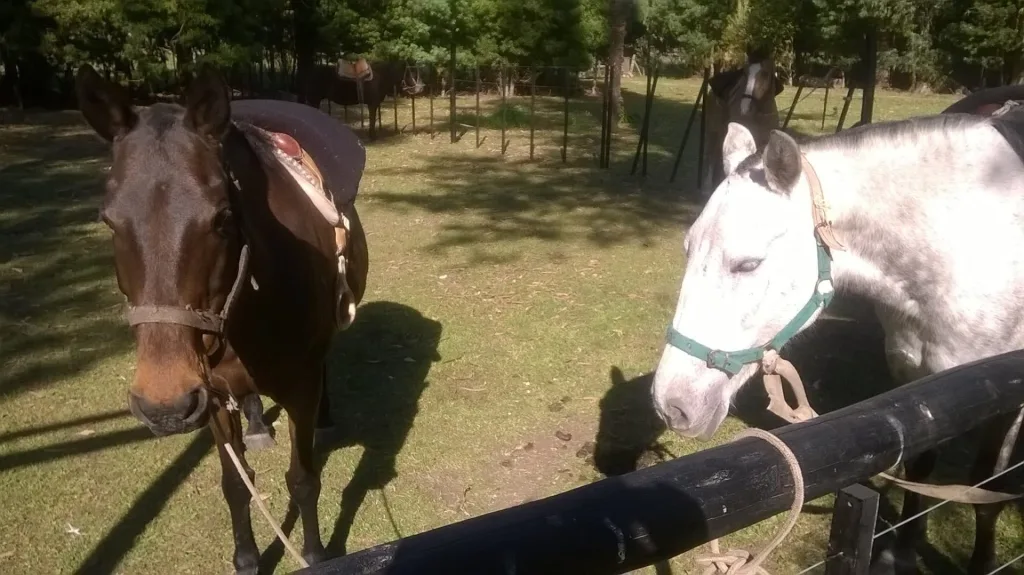 2016 · Cabalgatas del Indio