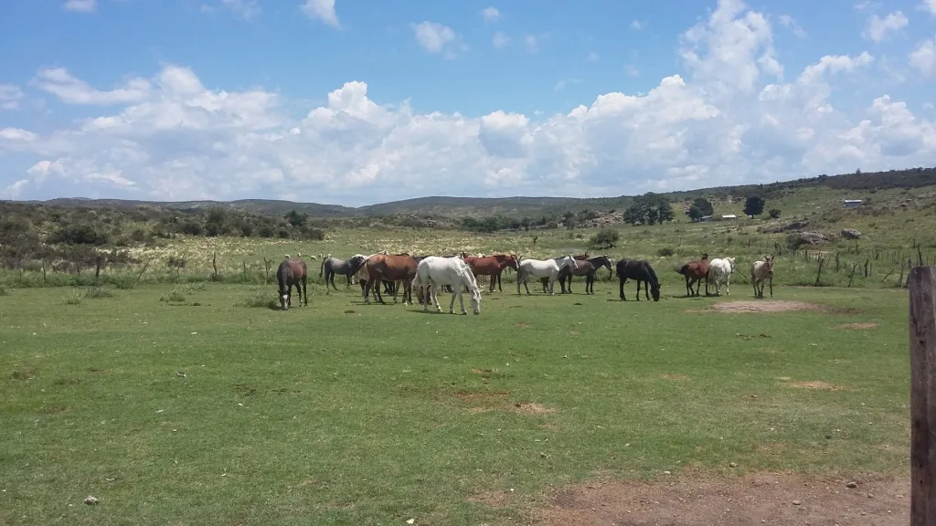 Verano 2017 · Cabalgatas del Indio