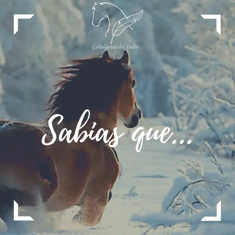 El invierno y los caballos · Cabalgatas del Indio