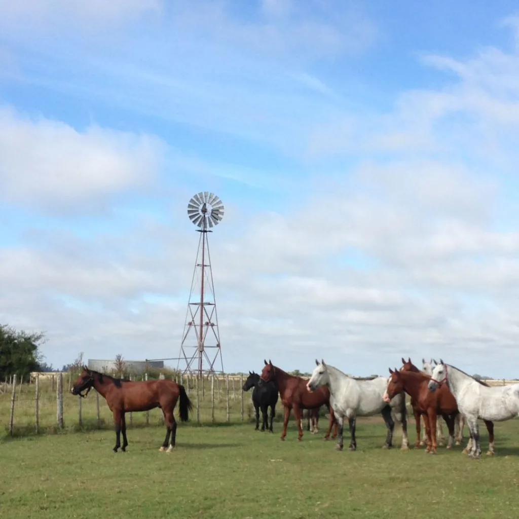 2017 · Cabalgatas del Indio