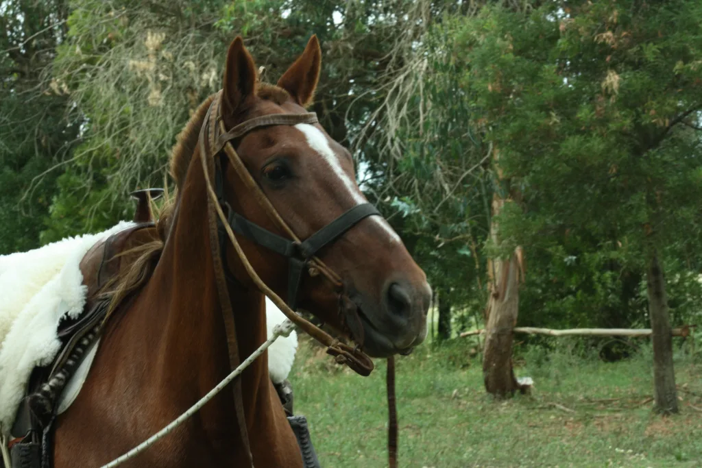 Nuestros comienzos · Cabalgatas del Indio