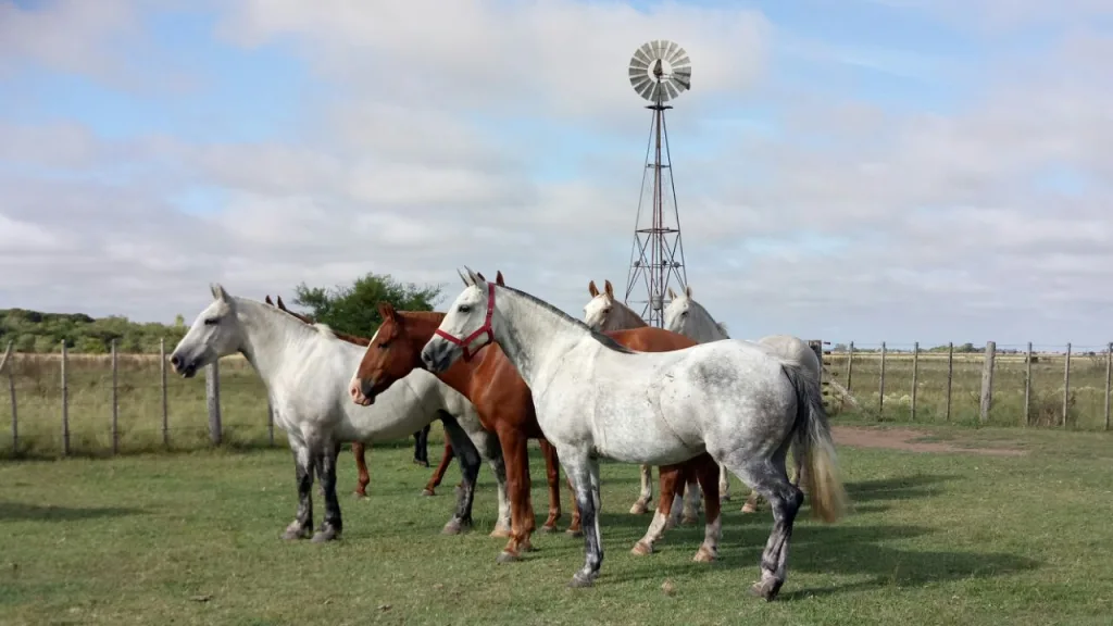 2017 · Cabalgatas del Indio