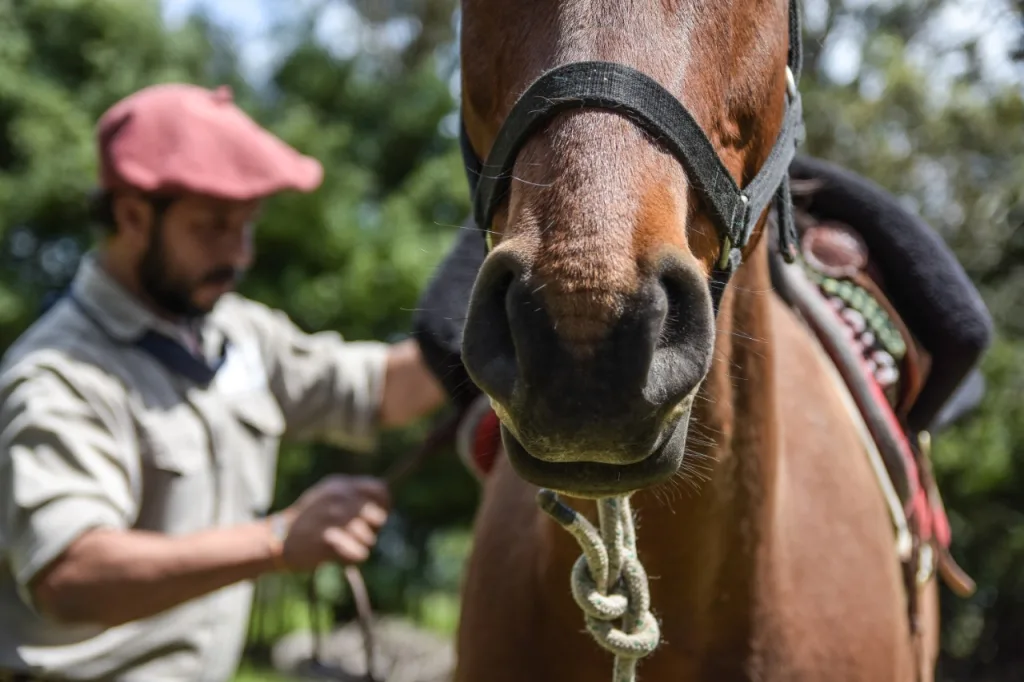 2019 · Cabalgatas del Indio